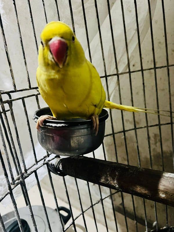 Raw Alexander breeder male yellow ringneck female breeder 3