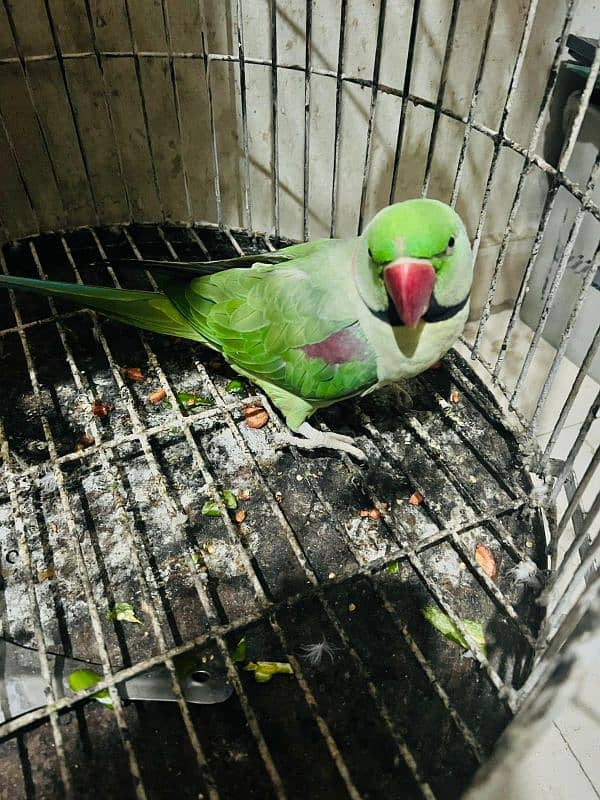 Raw Alexander breeder male yellow ringneck female breeder 4