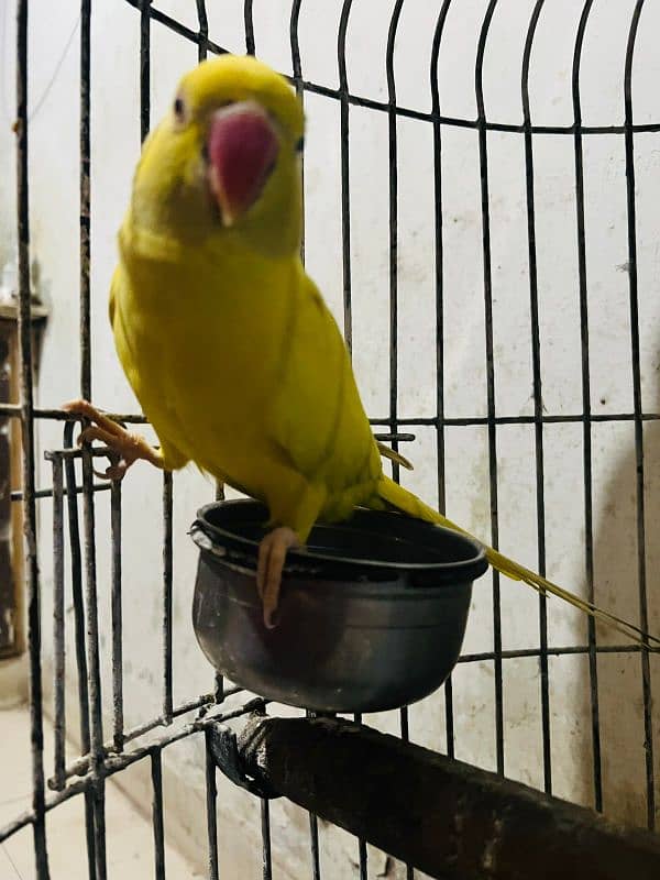 Raw Alexander breeder male yellow ringneck female breeder 5