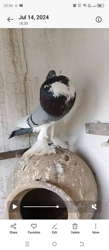 Pomeranian Magpie breeder pair 1