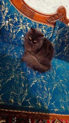 Persian cat