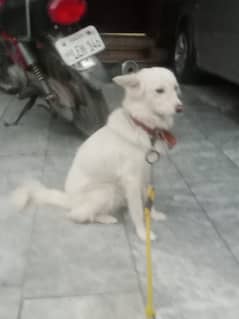 female samoyed dog