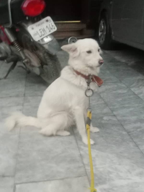 female samoyed dog 4