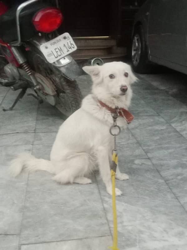 female samoyed dog 5