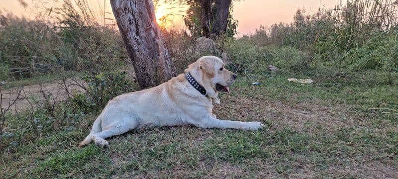 pedigree, beautiful labrador 0