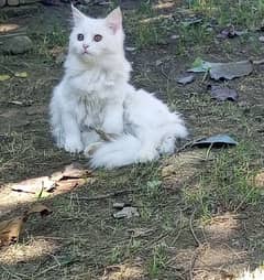 persian cats for sale