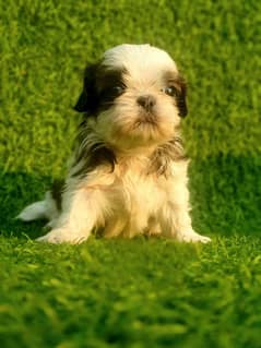 Exclusive Shihtzu puppies