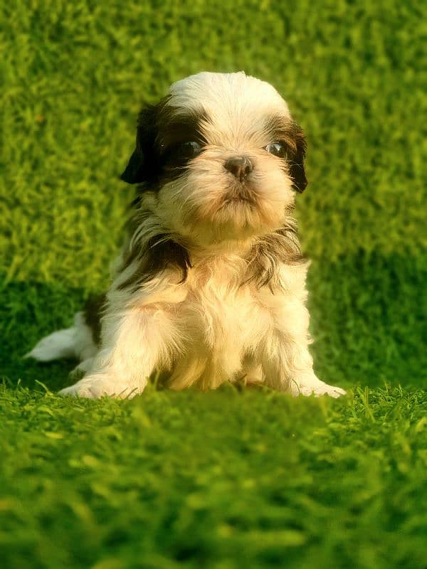 Exclusive Shihtzu puppies 10