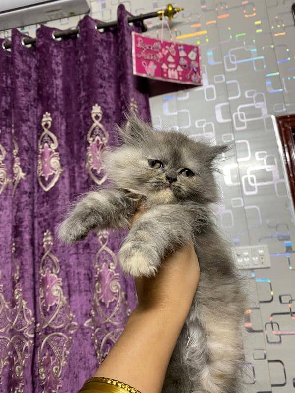 persian kittens 0