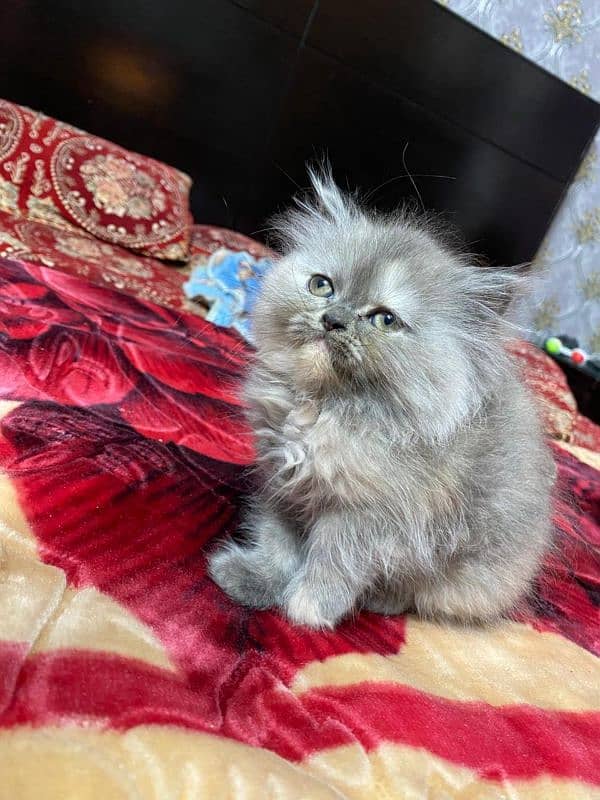 persian kittens 2