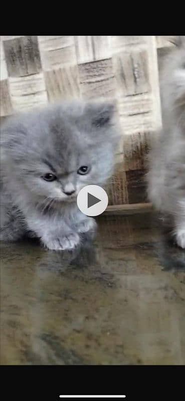 persian kittens 3