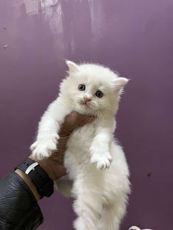 Perisan punch face male kitten 1