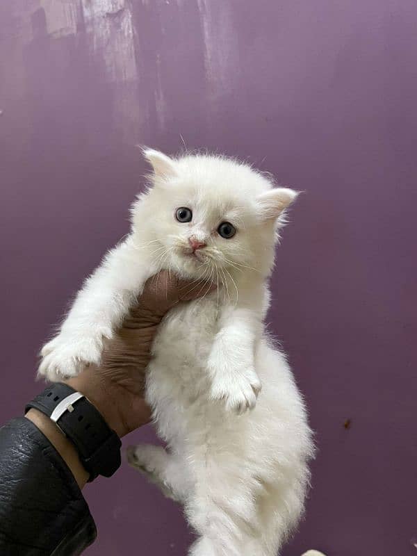 Perisan punch face male kitten 2