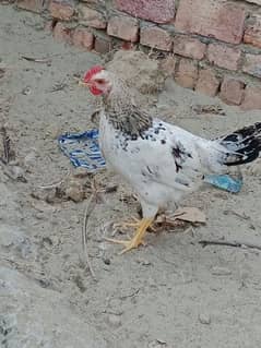 Desi Murgh