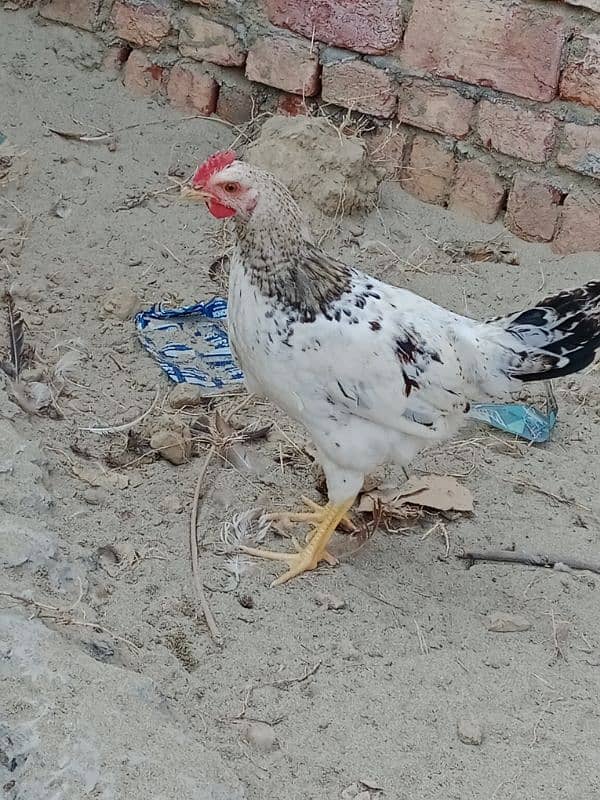 Desi Murgh 0