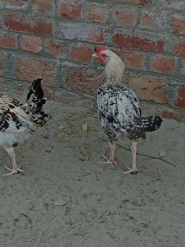 Desi Murgh 1