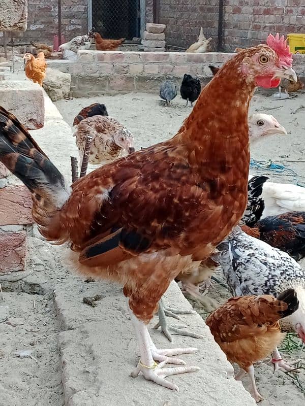 Desi Murgh 2