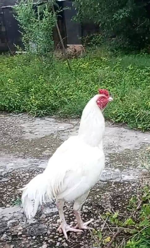 Aseel murgh for sale high quality 0