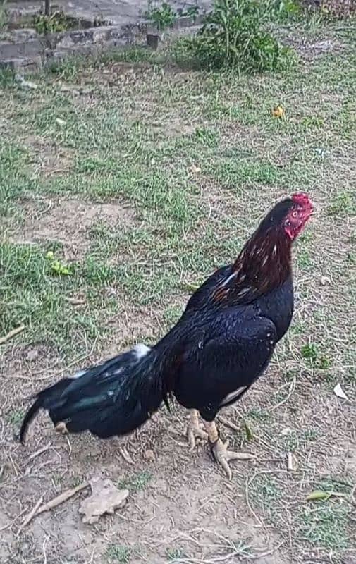 Aseel murgh for sale high quality 1