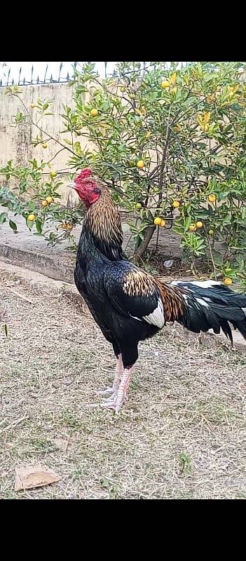 Aseel murgh for sale high quality 2