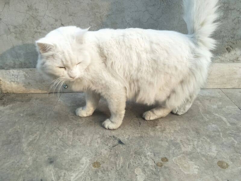 Persian cat 2