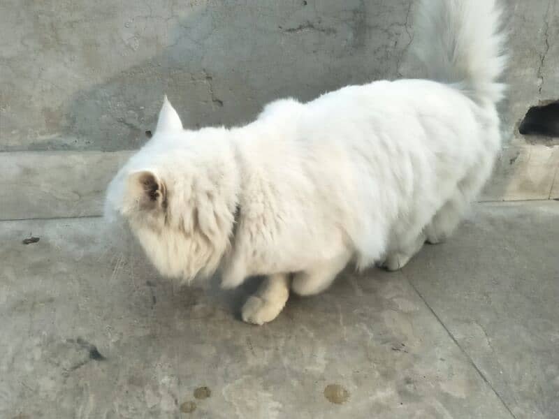 Persian cat 3