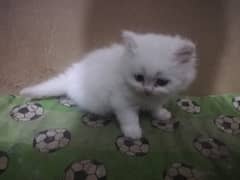 Persian Balu kittens Available