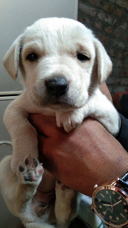 Labrador Female Pup 0