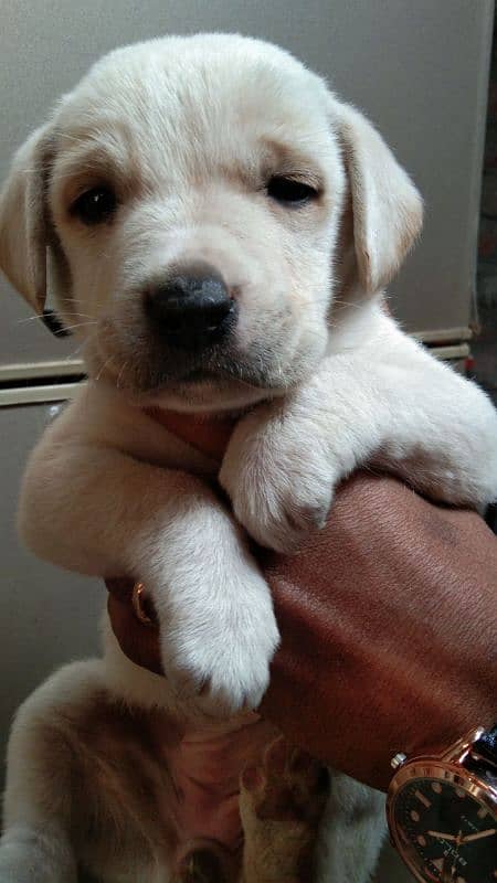 Labrador Female Pup 2