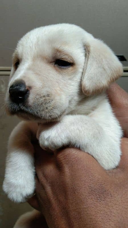 Labrador Female Pup 3