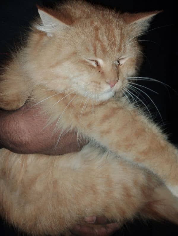 persian cat for sale. 0