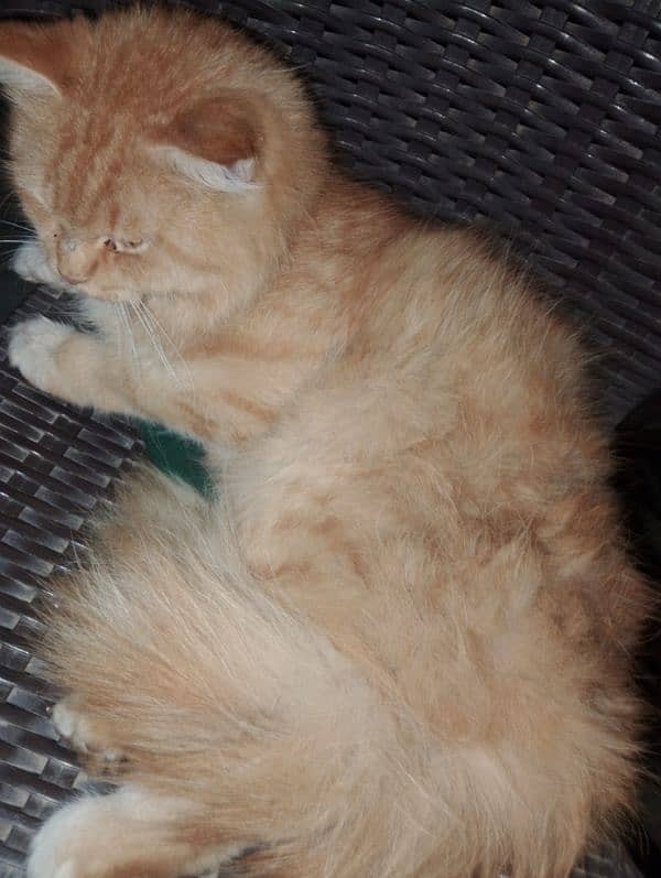 persian cat for sale. 1