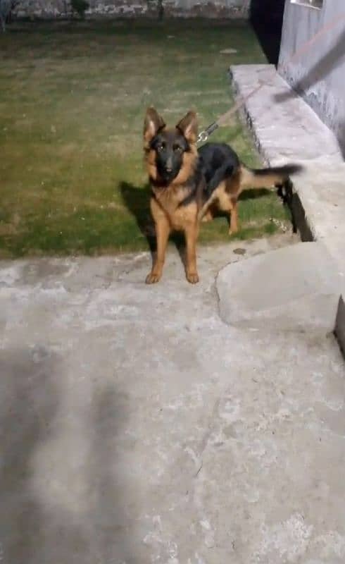 German shepherd long coat black mask female available for sale 0