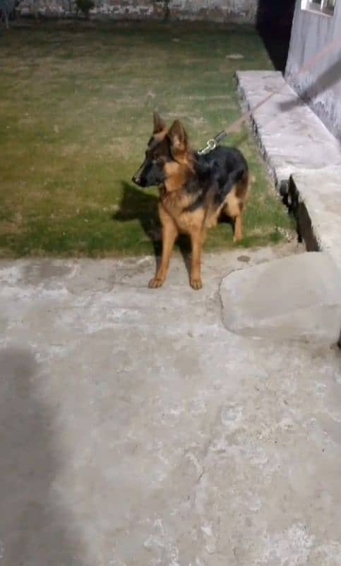 German shepherd long coat black mask female available for sale 1