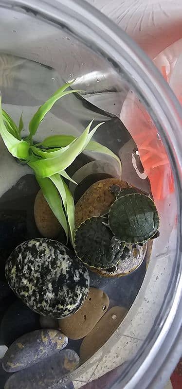 Red Ear Slider Turtle Babies 2