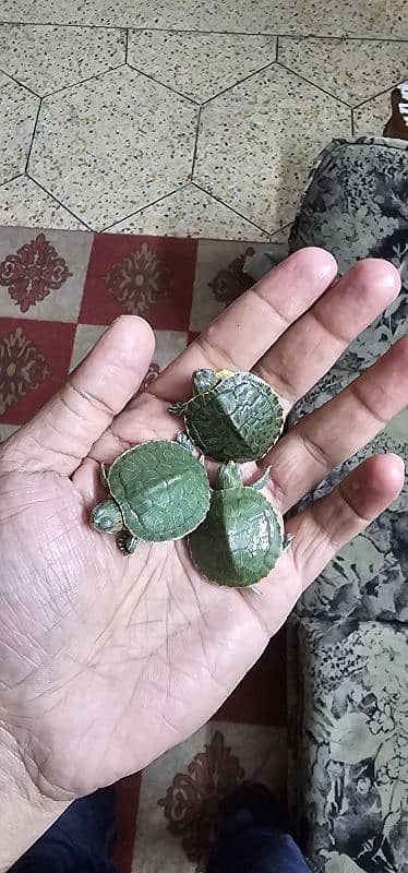 Red Ear Slider Turtle Babies 1