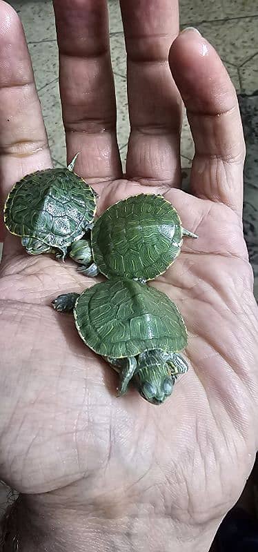 Red Ear Slider Turtle Babies 0