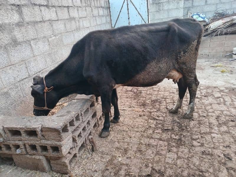 Jersey Frizon cow with female baby 1