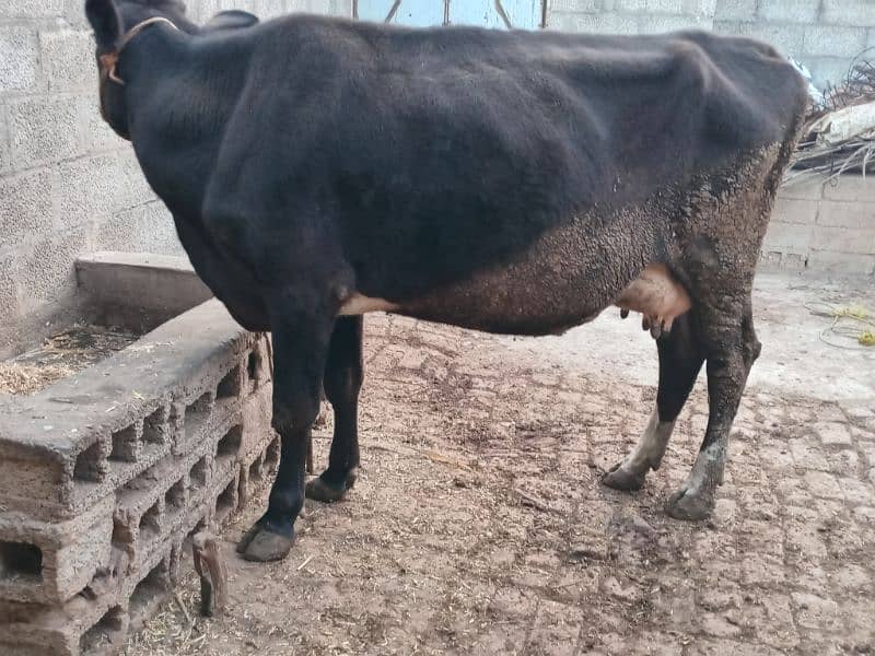 Jersey Frizon cow with female baby 2