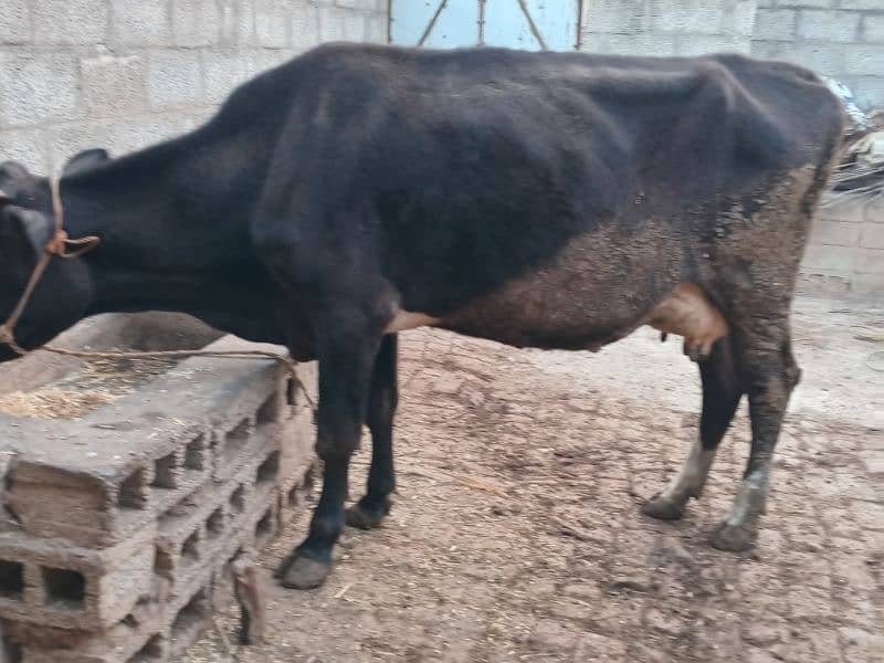 Jersey Frizon cow with female baby 3