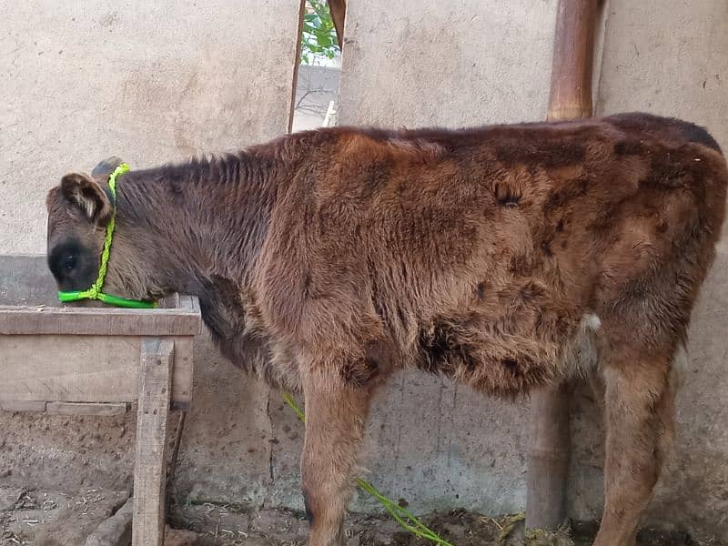 Jersey Frizon cow with female baby 4