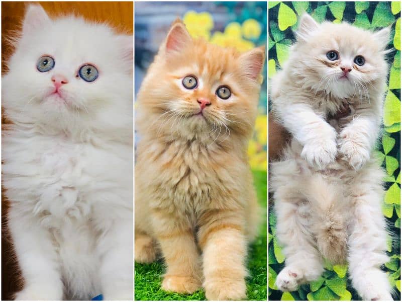 Persian Punch face triple coat cat Kitten 0