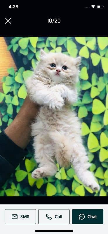 Persian Punch face triple coat cat Kitten 4