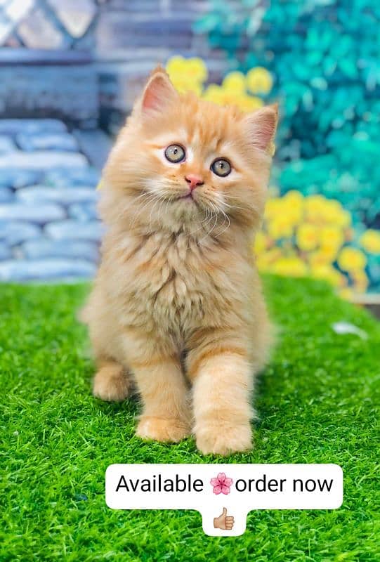 Persian Punch face triple coat cat Kitten 5