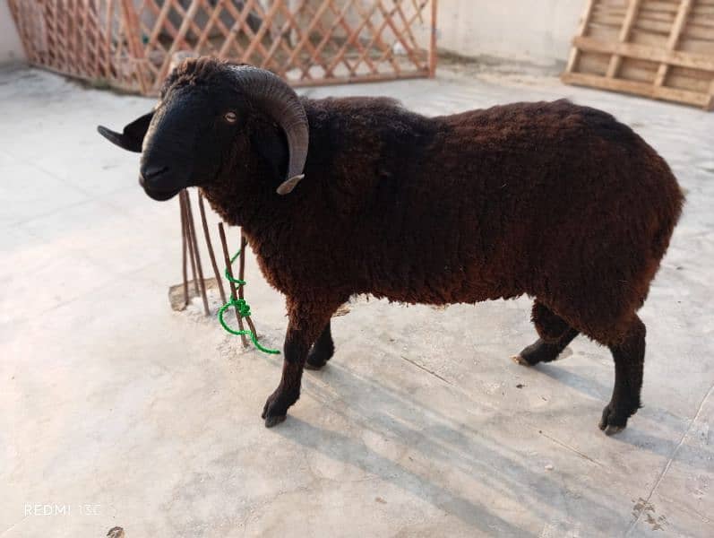 longtail sheep 1