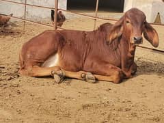 Brahman bachra bull