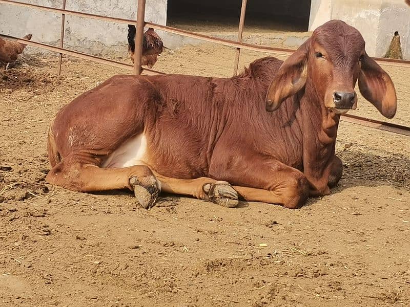 Brahman bachra bull 0