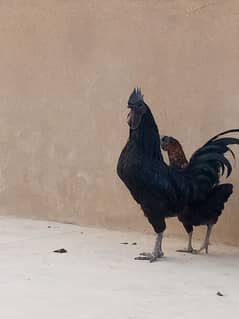 ayam cemani