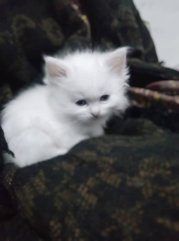 persian / kittens / cats / male / female / kittens for sale 6