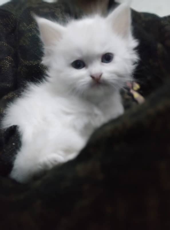 persian / kittens / cats / male / female / kittens for sale 7